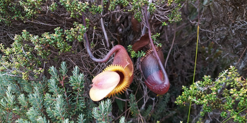 An image of the iconic pitcher plant spotted while climbing trails at Mount Kinabalu