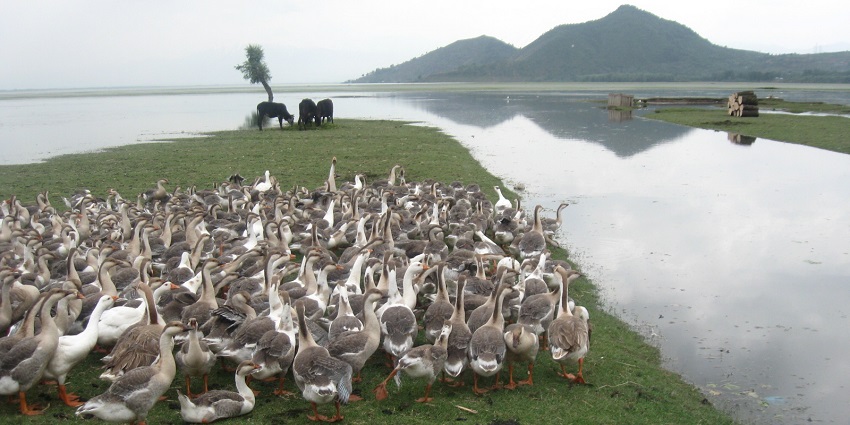 Wular lake with a large water body, a herd of geese on the green shore, wood logs and cows