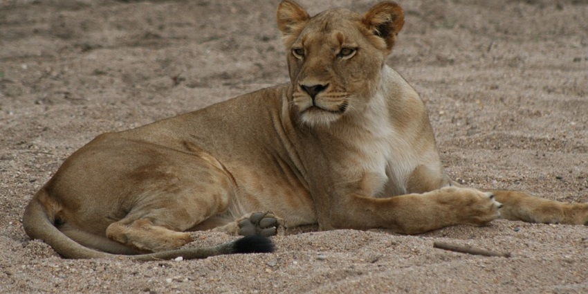 Image of a lioness in its natural habitat at animals of Lower Zambezi National Park