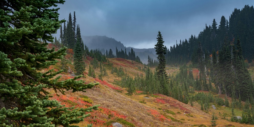 Image of the Mount Rainier park with beautiful wildflowers and lush greenery