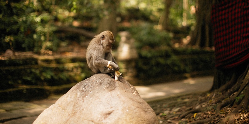 Capturing monkeys at the Monkey Forest in Ubud, Bali.