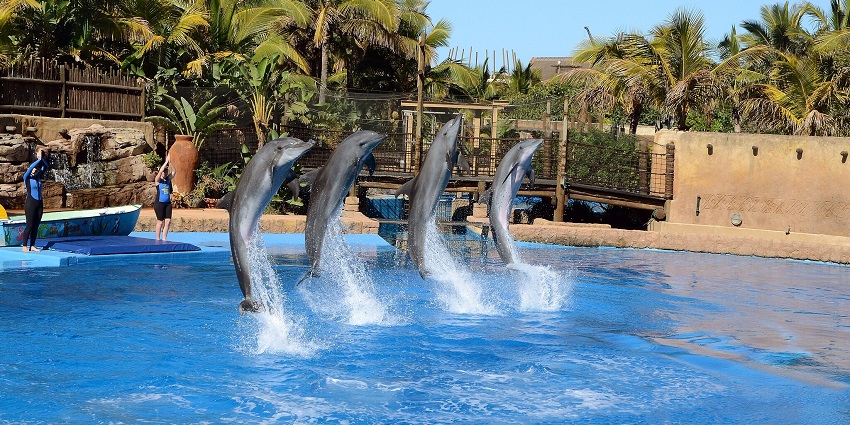 An image of a dolphin show at uShaka Marine World, featuring trained dolphins performing