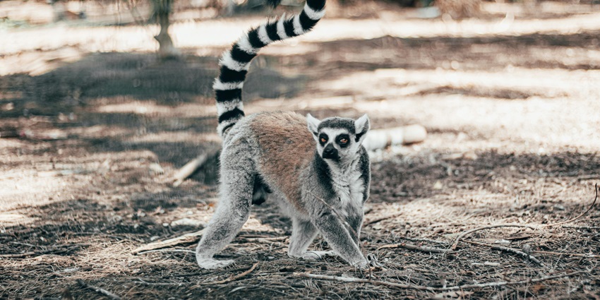 Image showing a view a lemur inside lush landscapes of the Lemurs Park in Madagascar