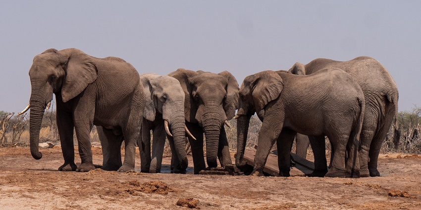 View of a elephant herd in the Cotigao Wildlife Sanctuary