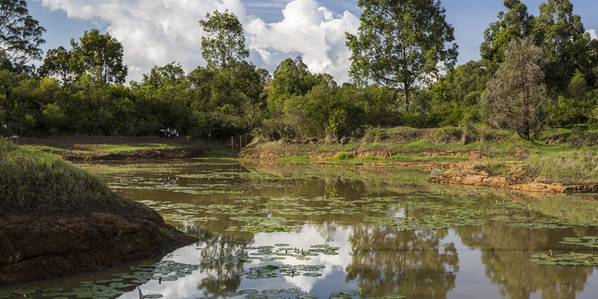 Exploring the scenic trails of Karura Forest, Kenya during day time view around body of water