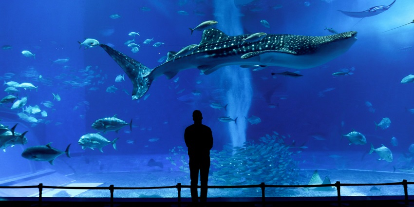 Visitors exploring the aquarium’s marine exhibits, enjoying the interactive experience.