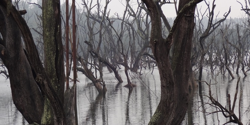 A scene of skeletal trees emerging from still, gray water, creating an eerie landscape