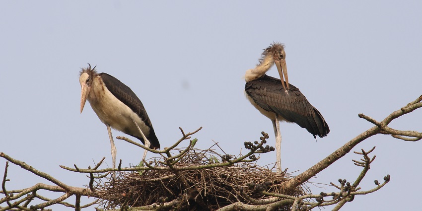 Very Rare Migratory birds spotted at one of the picnic spots in Nagaon, Assam