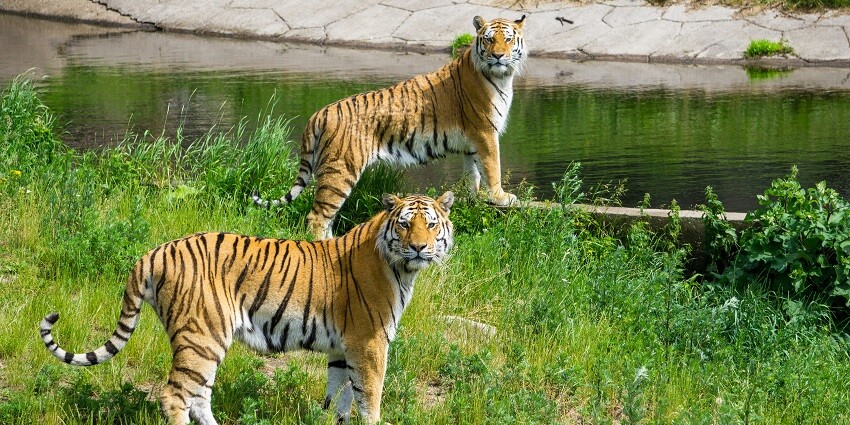View of tigers strolling the verdant fields of this national park in Dehradun