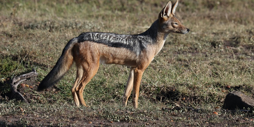 An image of a jackal similar to one in Pania Wildlife Sanctuary, raising its head