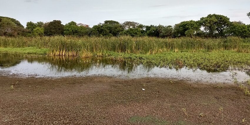 View of Oussudu Lake Bird Sanctuary, one of the best wildlife sanctuaries near Pondicherry
