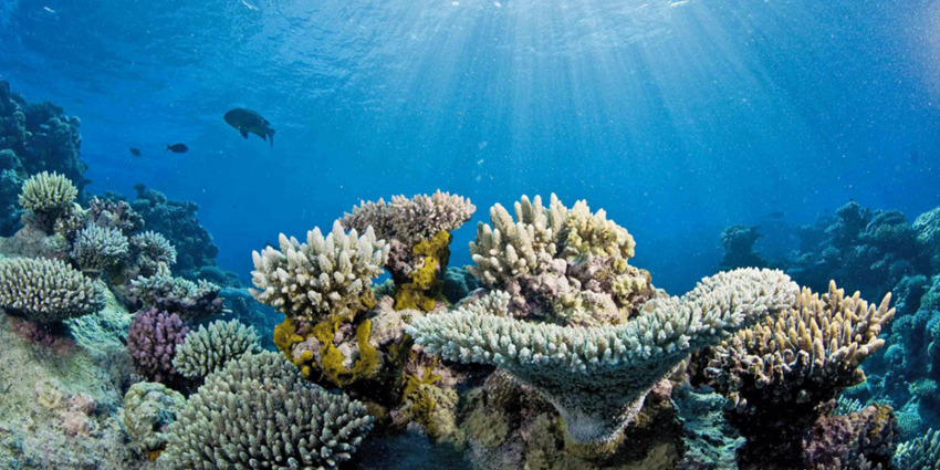 A picture of beautiful corals and numerous tropical fish at a water body around the Samoa Islands