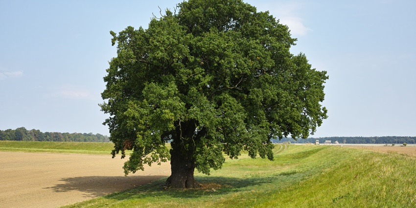 Medium height tree with dark green leaves and thick trunk in a green landscape