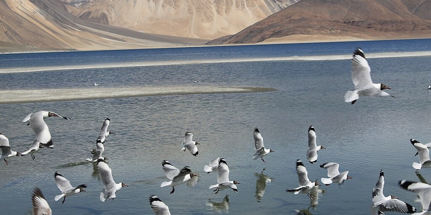 Scenic view of Pangong Lake, known for its flamingo festival and rich biodiversity