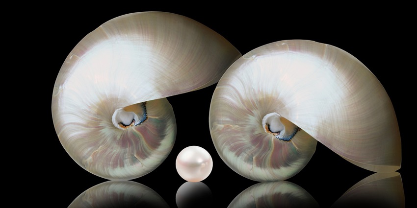 An image showing a nautilus, nacre, and pearl similar to those in the Pearl Museum, Mahabalipuram.