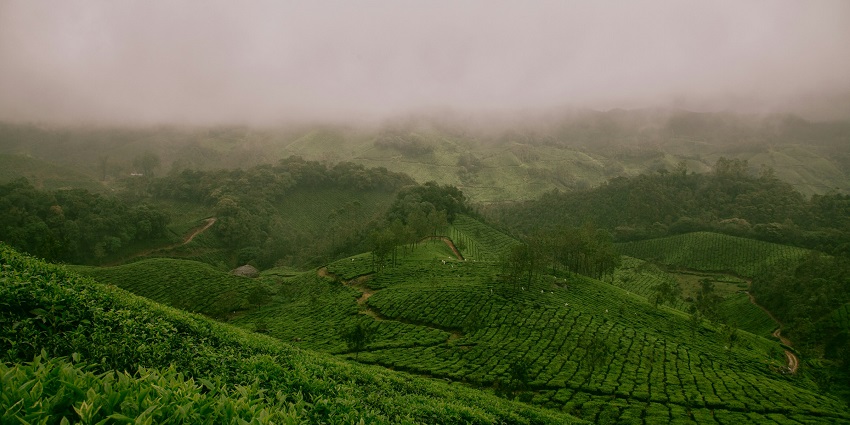 An aerial view of the perfectly manicured Pedro Tea Estate in the region of Sri Lanka.