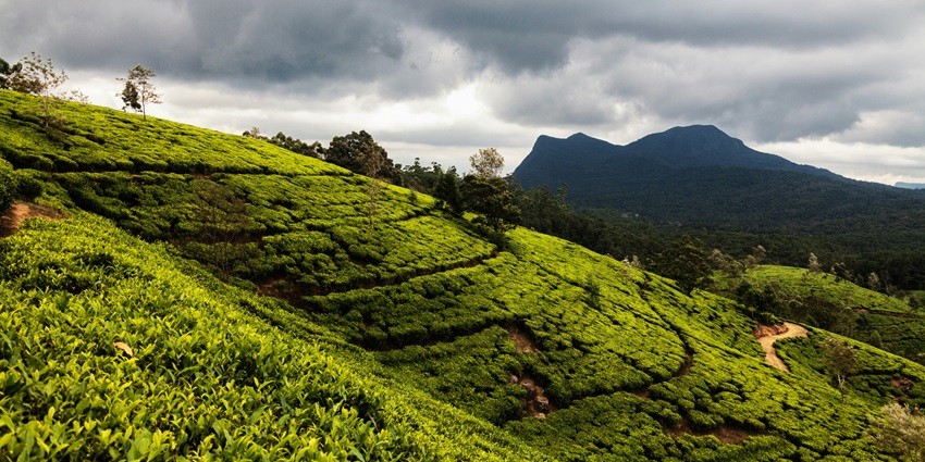 An image of a Tea Estate in Nuwara Eliya, one of the places to visit in Sri Lanka.