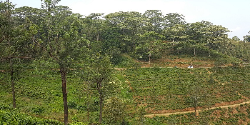 Pedro Tea Estate is an ideal destination for those seeking a mix of history, nature, and relaxation.
