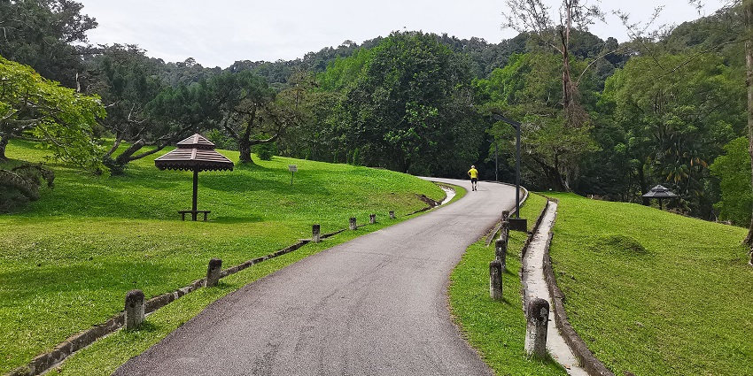 A lush green walkway in the middle of the botanical garden at Penang Botanical Garden