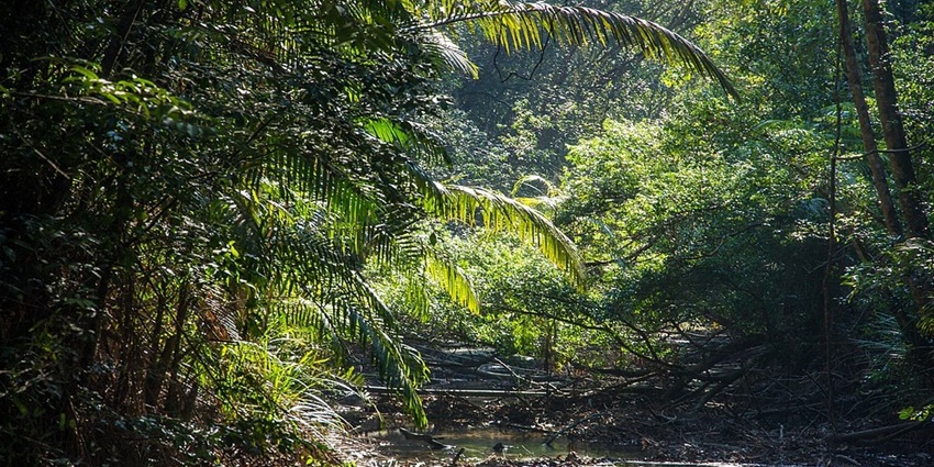 Image of Penang National Park forest - explore wildlife and more in Penang National Park