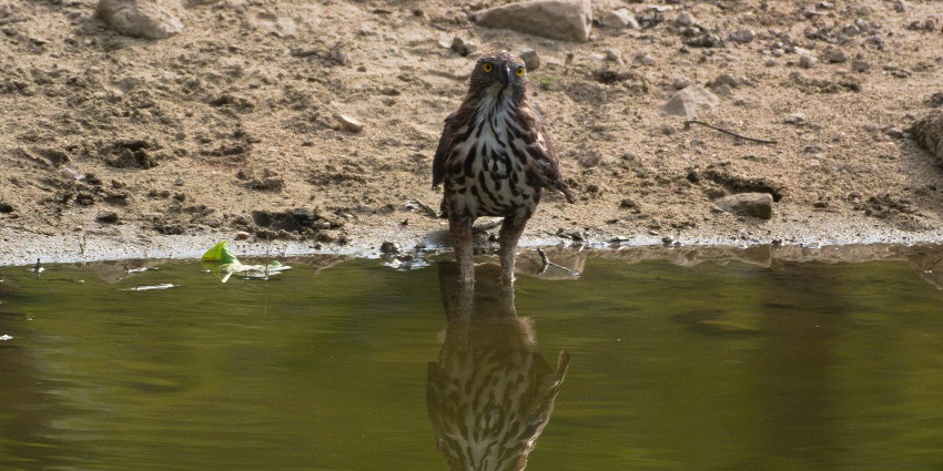An image of a bird standing at the edge of a water body with its reflection visible, in the Pench National Park