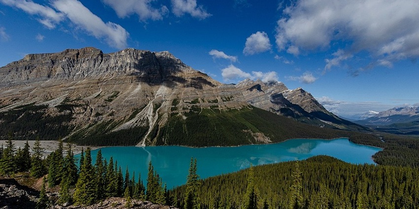 A Stunning viewpoint of the serene Peyto Lake and the surrounding mountains and greenery