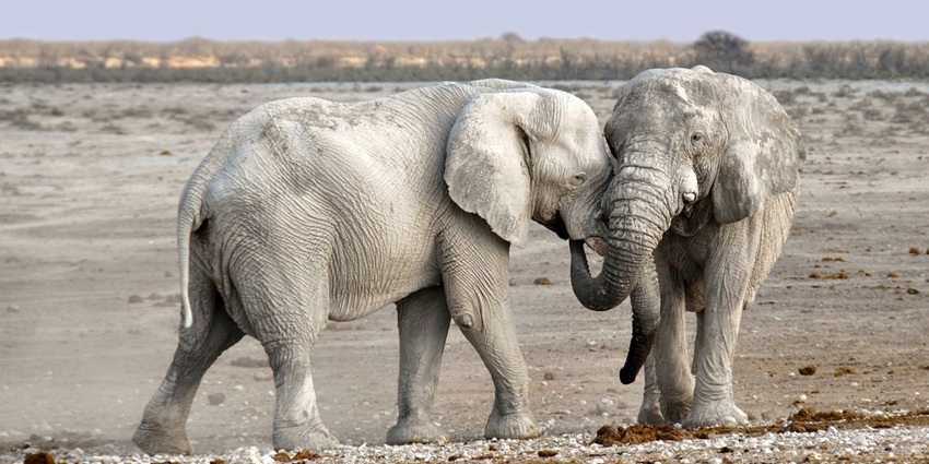An image of elephants playing in Phu Quoc National Park, a biodiversity hotspot.