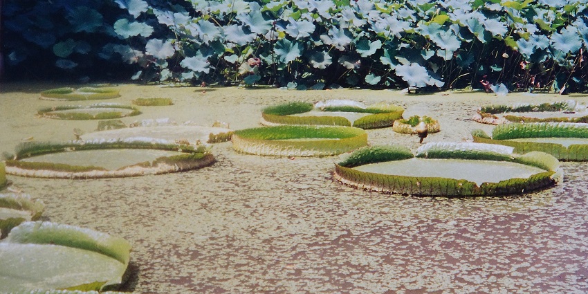 The lush Phuket Botanic Garden showcases exotic plant species.
