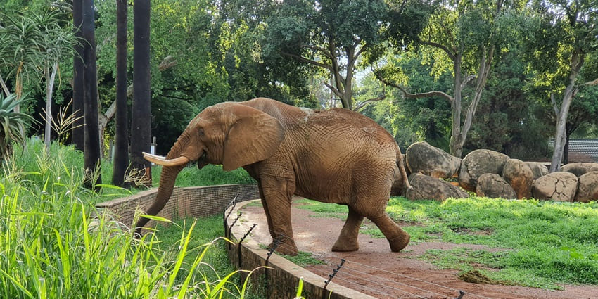 Elephant playing amidst dense green environment at the Phuket Elephant Sanctuary.
