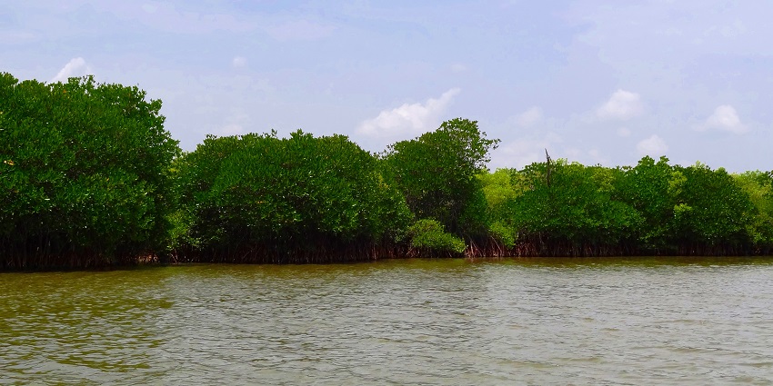 Pichavaram Mangrove Forest, one of the best wildlife sanctuaries near Pondicherry