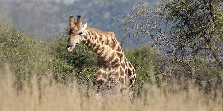 An image of a giraffe standing amidst bushes at one of the Pilanesberg National Park Safaris.