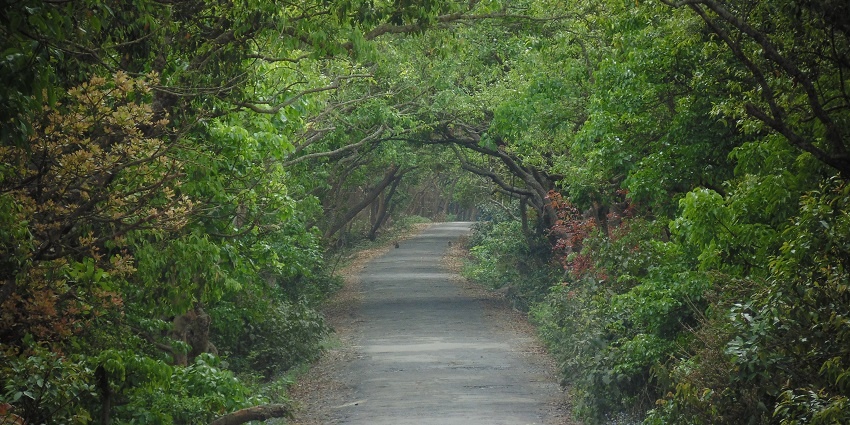 An image of the path of Pilibhit Tiger Reserve surrounded by lush greenery all around