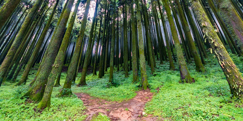 Pine grove forest with dense tall green trees, green leaves and snow on tree branches