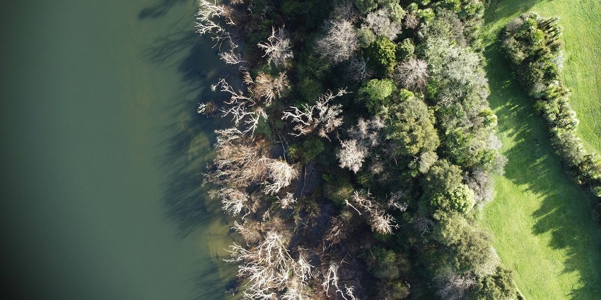 A representative picture of a town near a lake and forest, resembling the lakes in Indore.