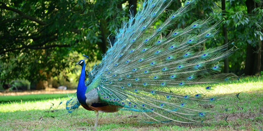 A peacock gracefully wanders through the greenery this Forest Sanctuary