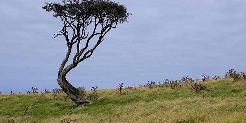 An image showing a tree on Rangihaute Rangiauria Pitt Island with an open landscape around it.