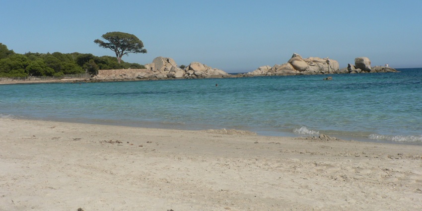 A paradise in Corsica with soft sand, pine trees, and turquoise waters