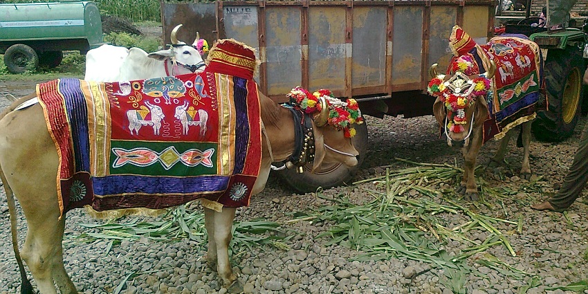 An image of the Pola festival celebrations, which honors bullocks and their importance.