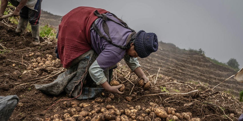 Explore the Potato Farms which is one of the best places to visit in Dhanaulti.