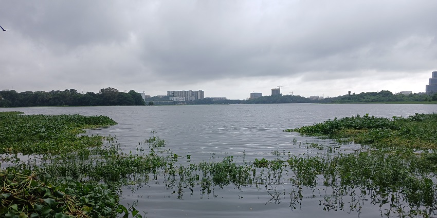 An image of Powai Lake, one of the common lakes in Maharashtra, with nature view.
