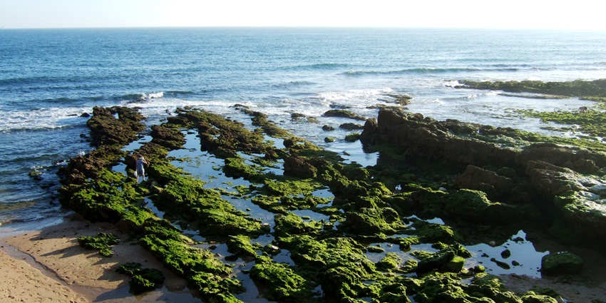 An image of the rocky and mossy surface of a beach which is very similar to Praia de Rocha