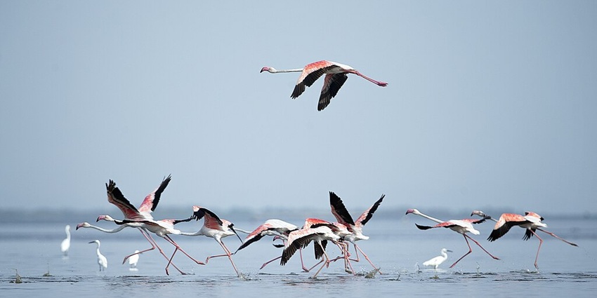 An image of Pulicat Lake, known for its flamingo festival and rich biodiversity