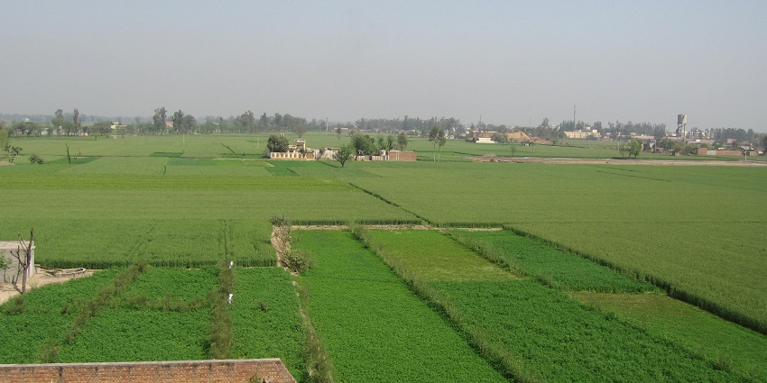 Agricultural fields of Punjab, known as one of the largest producers of wheat and rice.