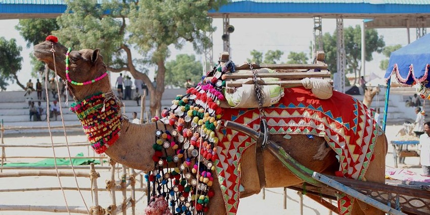 Pushkar Camel Fair brings Rajasthan alive with cultural shows, camel races, and colors