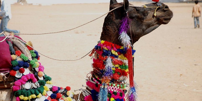 An image of a camel adorned with colorful decorations in a sandy area, with people in the background.