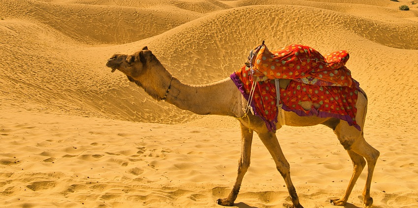 An image of a camel adorned with colorful decorations, standing next to a cart during the Pushkar Camel Fair.