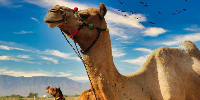An image showing the vibrant Camel Fair in Pushkar with traders and decorated camels.