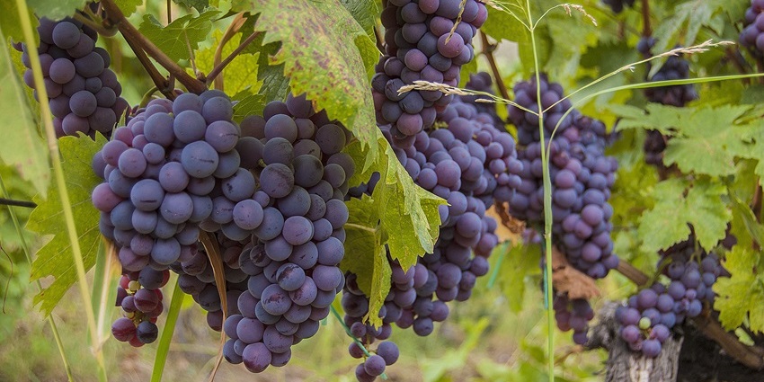 Visiting Rahovec Wine Region, famed for its Vranac wine, is a top thing to do in Kosovo.