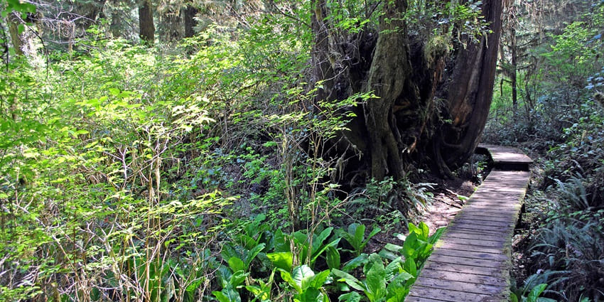 Rainforest trail amidst lush greenery.