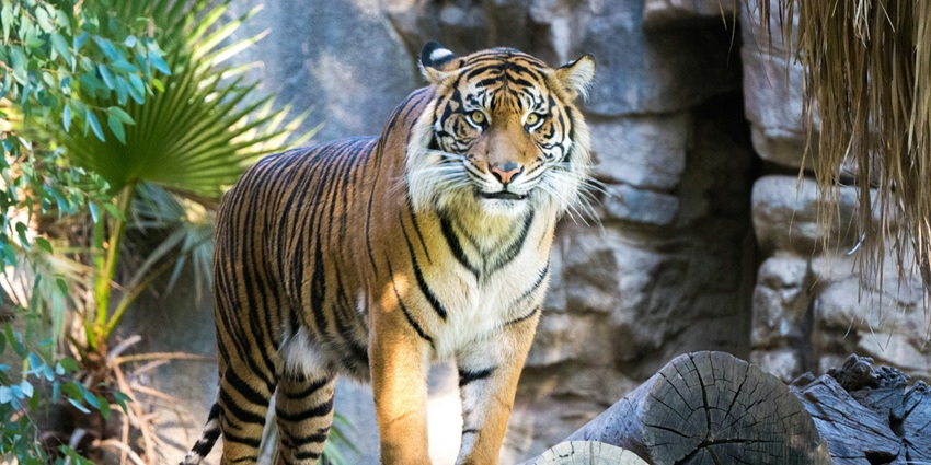 A tiger at Rajaji Park, one of the top places to visit near Dehradun within 50 kms.